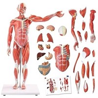 Evotech Human Muscle And Organ Model