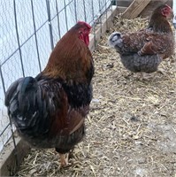Pair of Blue laced Wyandotte