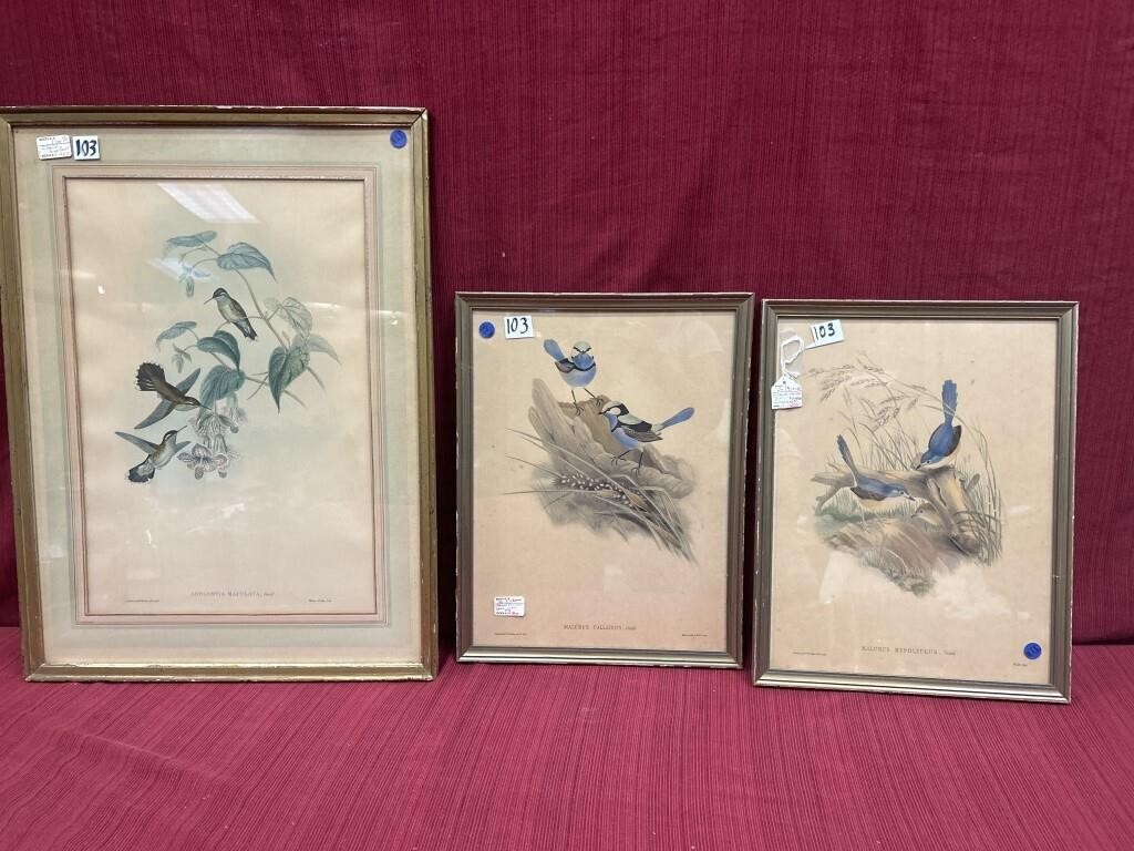 3 wooden Framed Gould prints “Malurus Hypoleucus?