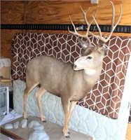 Life Size Deer Mount