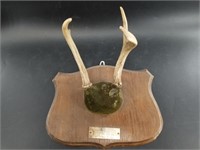 Small vintage buck mount from Pennsylvania 1970