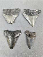 4 Pc Approx 1.5" Megalodon Tooth