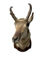 Antelope Taxidermy Mount