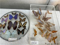 2pc Butterfly Specimen Displays: Box, Round