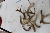 4 SHED ANTLERS