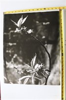 Large B&W Flower Photo