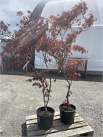 2 Japanese Maple