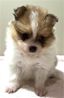 Female-Pomeranian Puppy-8 weeks