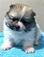 Male-Pomeranian Puppy-8 weeks