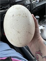 Fresh Ostrich Egg - For Eating/Crafts/Decor Etc.