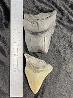 2 Shark Teeth