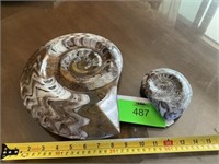 2 Ammonite fossils