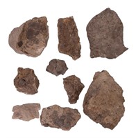 Pennsylvania Fossils