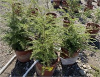 Baby Canadian hemlock in planter *bid per