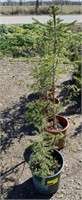 Baby American arborvitae in planter *bid per