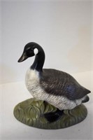 Atlantic Mold Goose