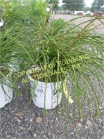 THUJA WHIPCORD