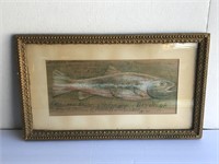 Antique Framed 1893 Drawing Of Fish