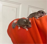 Tame Proven pair micro squirrels, pied female