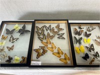 3pc Butterfly Specimen Display Boxes