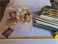 Large Lots of Seashells & Sealife/Wildlife Books