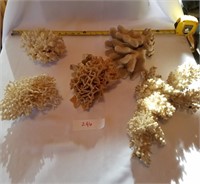5 Pieces of Ocean Coral