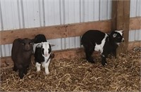 Middle-Doeling-Pygmy Goat- Weanling baby!