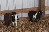 Left Side-Doeling-Pygmy Goat- Weanling baby!