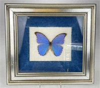 Framed Iridescent Butterfly