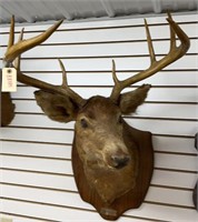 Buck Deer Mount 8 Point