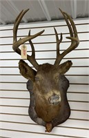Buck  Deer Mount - 12 Point- Rough Shape