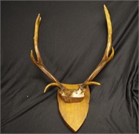 Pair of mounted stag antlers