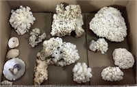 Assorted Coral Specimens