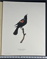 "Red-Winged Blackbird" by Ray Harm