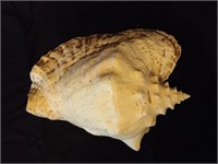 Natural Large Seashell