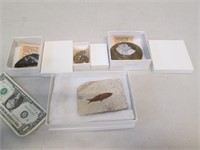 Fossil Lot - 1 Knightis Alta Fish, 2 Ammonites,