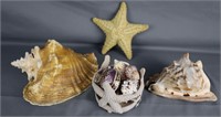 Sea Shell Selection Beautiful X-Large Pieces