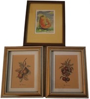 3pc Framed Fruit Prints