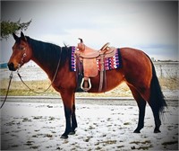 “Josie” is a 2008 grade bay mare who has