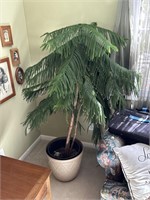 Norfolk Pine Plant