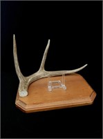Business card holder made from a deer antler mount