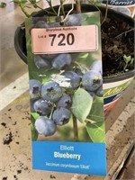 1.5 gallon Elliott Blueberry