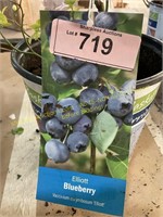 1.5 gallon Elliott Blueberry (uprooted)