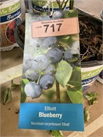 1.5 gallon Elliott Blueberry