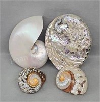 Neat Sea Shells
