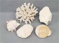 Neat Shells and Coral