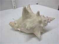 CONCH SHELL nice condition from Florida
