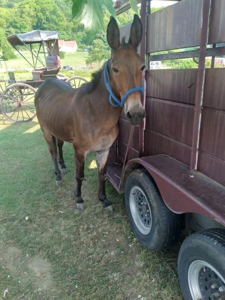 American Made Livestock Market RIDING HORSE SPECIAL