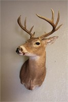 Deer Head 21 x 14