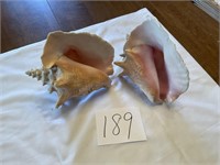 Two Large Conch Shells